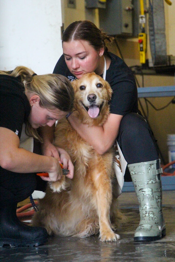 Two students learn to trim a dog's nails in a vet tech class at Alfred State College