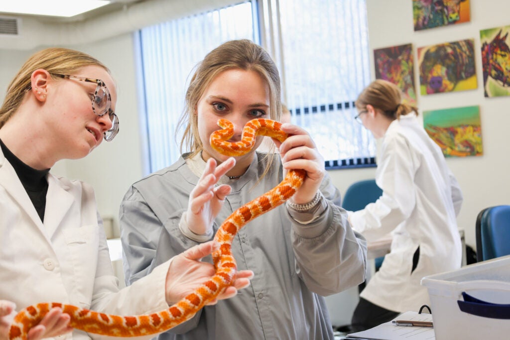 Two vet tech students in lab coats support an orange snake in a classroom with animal pictures on the wall at Alfred State College