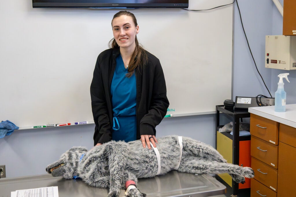 A vet tech student in scrubs and a sweater stands near an animal practice manikin in a simulation space at Alfred State College